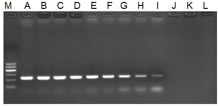 Streptococcus iniae loop-mediated isothermal amplification kit and application thereof