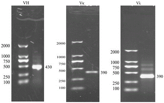 A kind of canine single-chain antibody and its construction method and application
