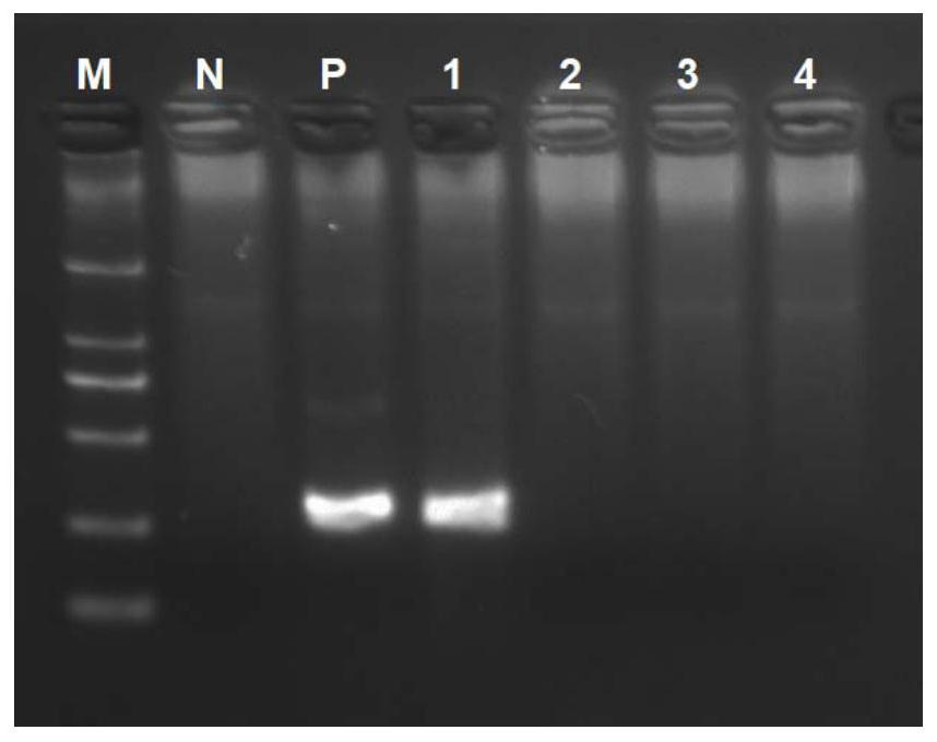 RDA method and kit for rapidly detecting canine coronaviruses (CCV)