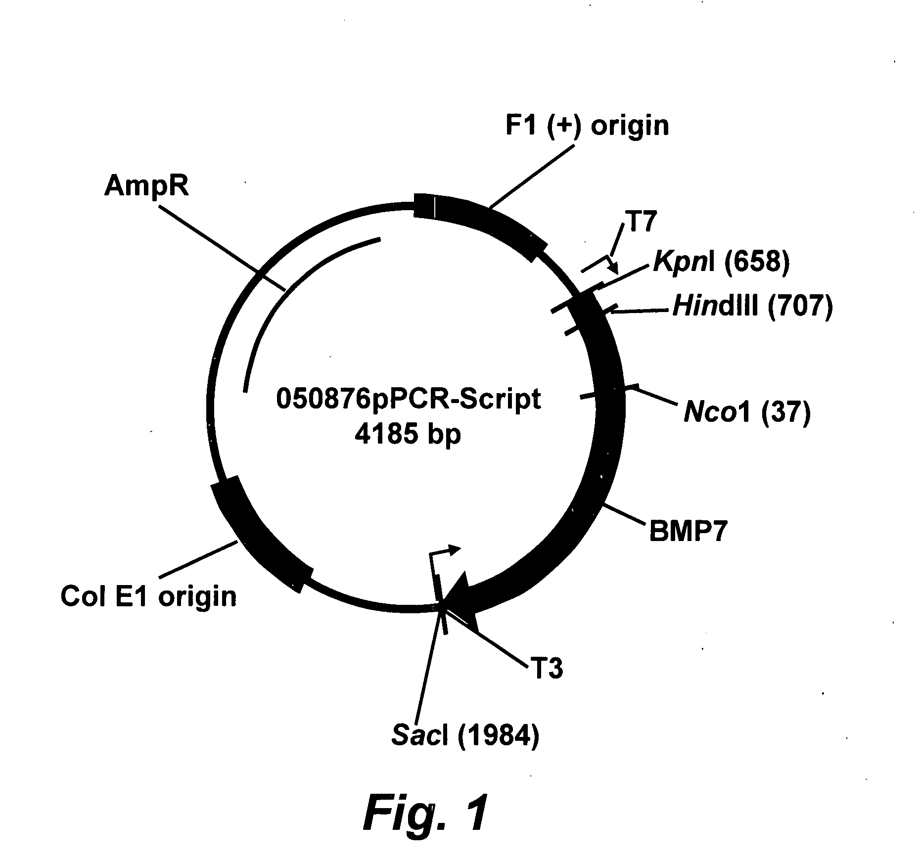 Intra-vascular kidney gene therapy with plasmid encoding BMP-7