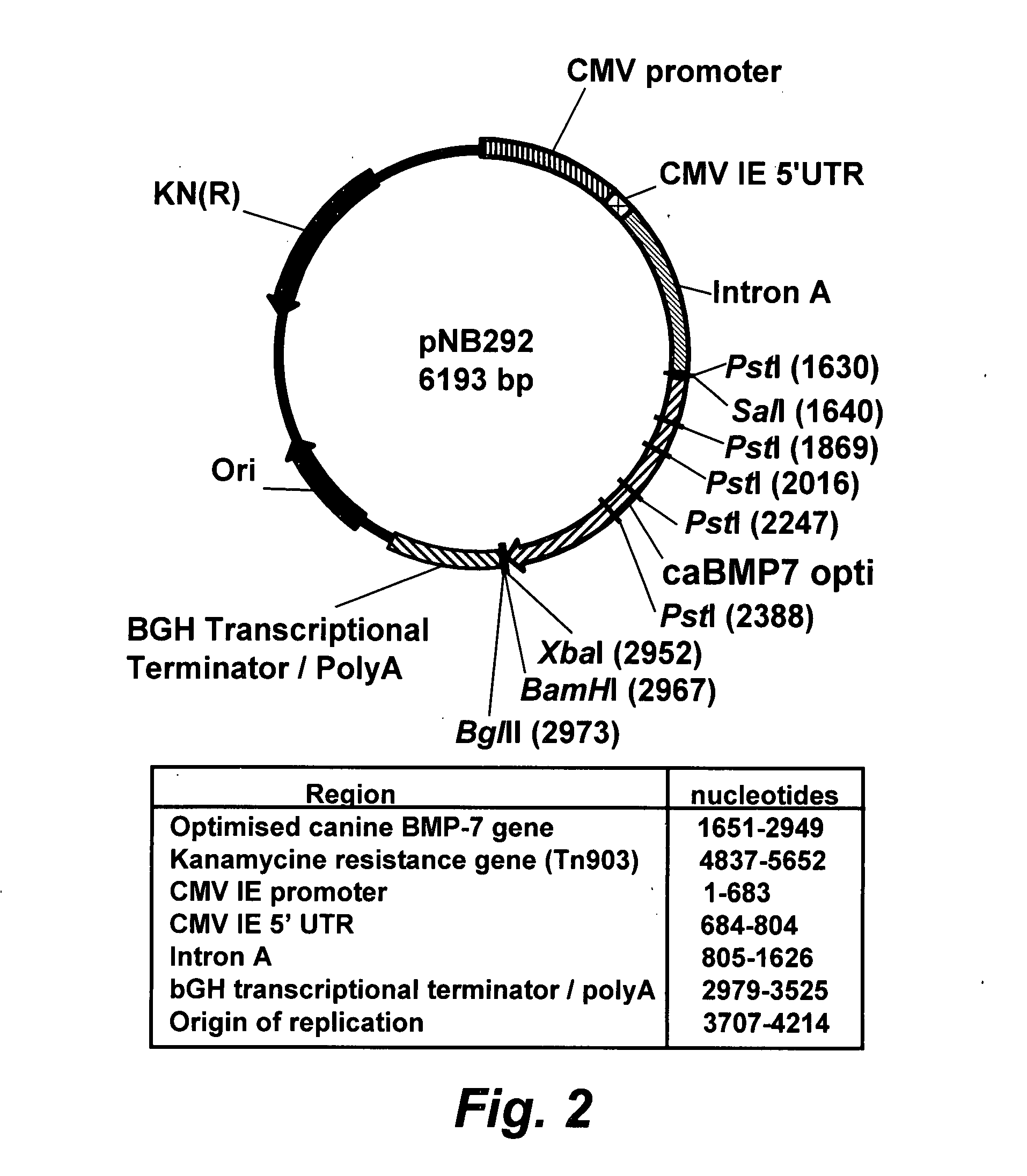 Intra-vascular kidney gene therapy with plasmid encoding BMP-7