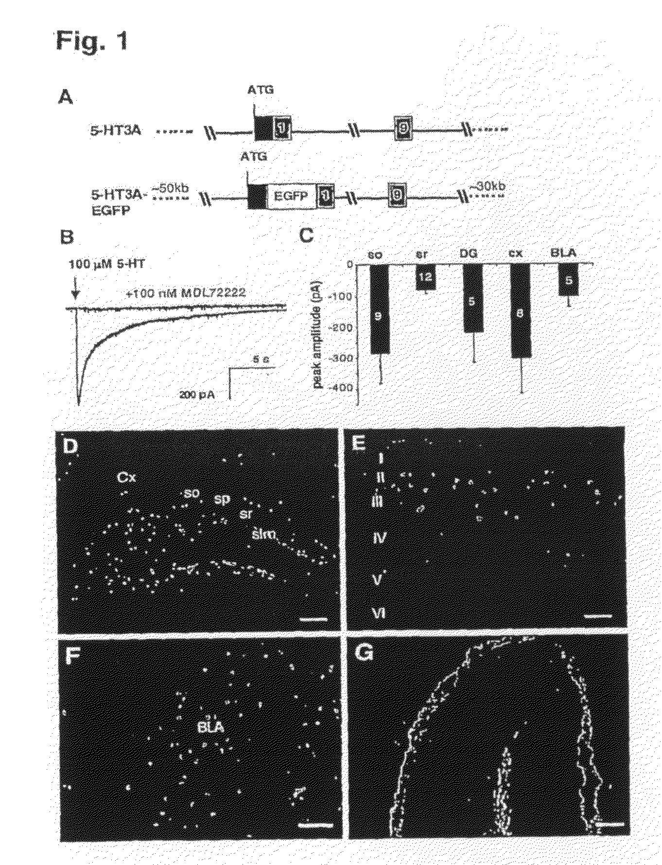 Serotonin 5-ht3a receptors in treatment of neurological and psychiatric disorders