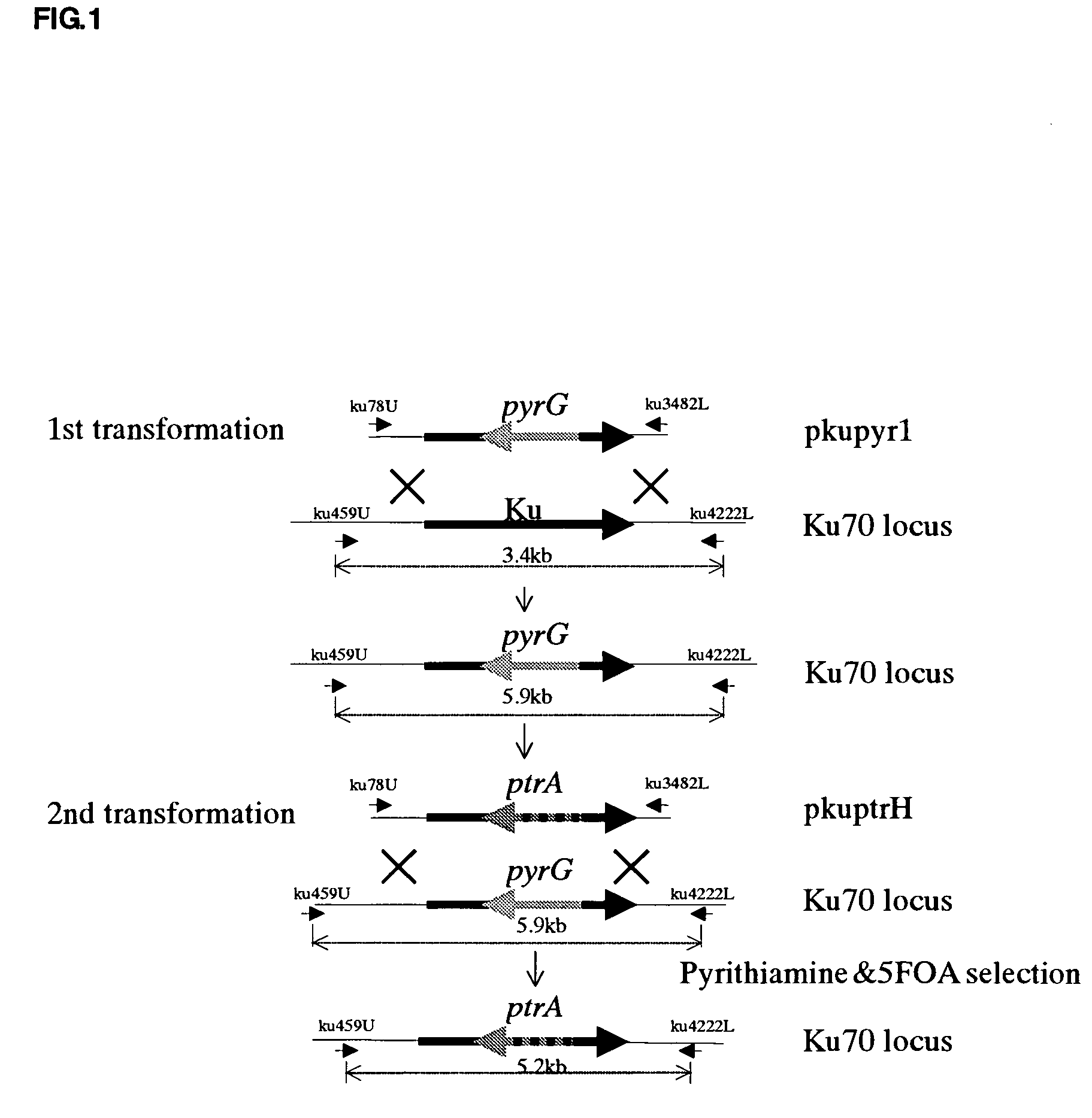 Transformant having an increased frequency of homologous recombination