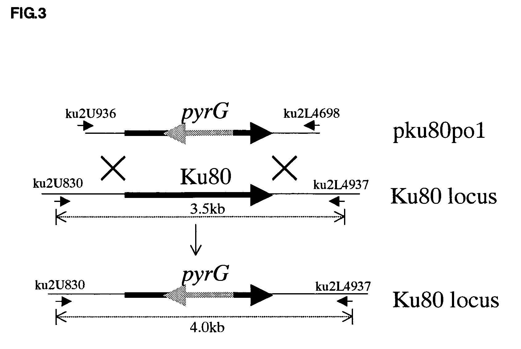 Transformant having an increased frequency of homologous recombination
