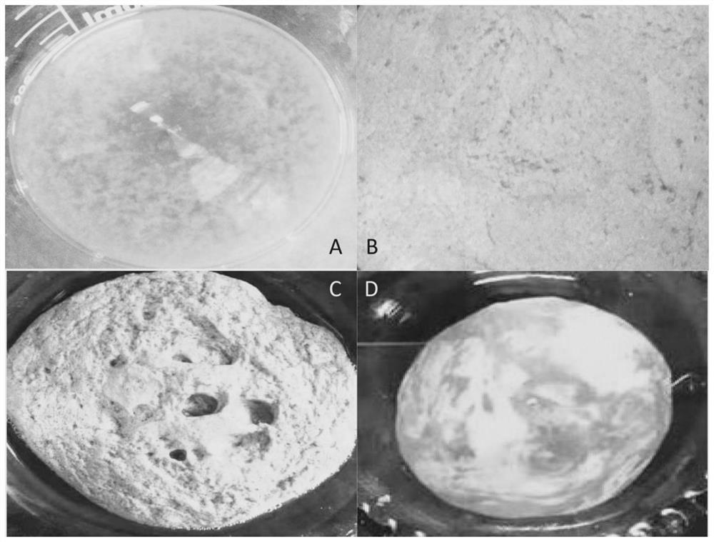 Ox-bile-tolerant bezoar transformation bacterium screening culture medium, preparation method and application