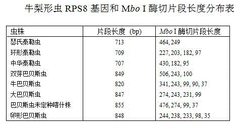 Kit for distinguishing and detecting bovine piroplasmosis and preparation and usage method