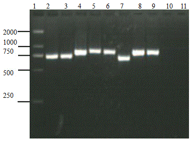 Kit for distinguishing and detecting bovine piroplasmosis and preparation and usage method