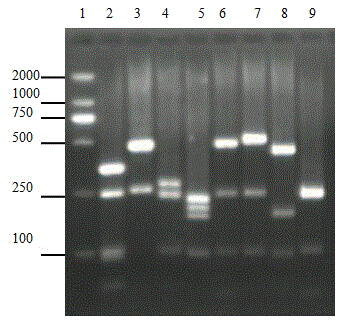 Kit for distinguishing and detecting bovine piroplasmosis and preparation and usage method