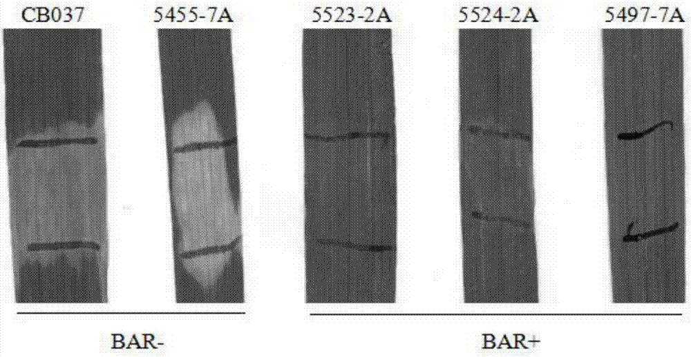 Application of puccinia striiformis westend.f.sp.tritici PSTG_11438 gene to puccinia striiformis westend.f.sp.tritici prevention and treatment and method for cultivating puccinia striiformis westend.f.sp.tritici-resistant wheat