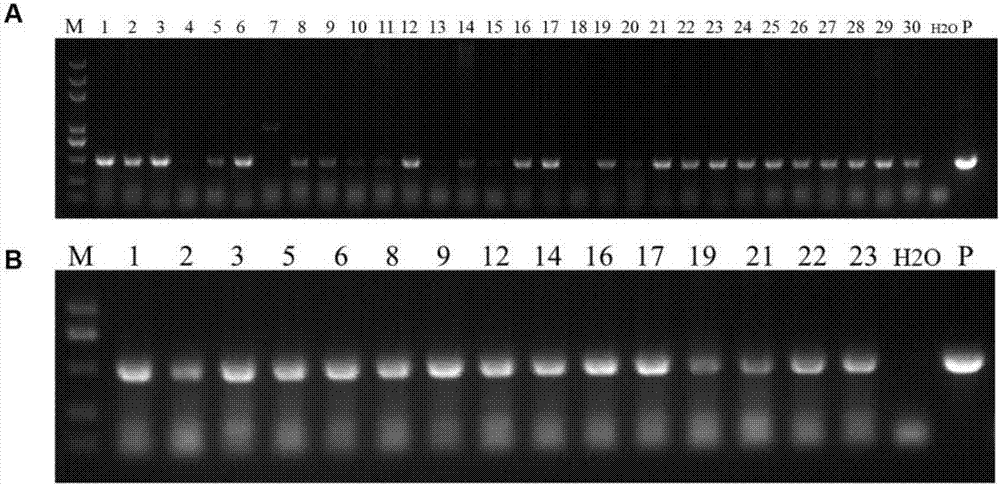 Application of puccinia striiformis westend.f.sp.tritici PSTG_11438 gene to puccinia striiformis westend.f.sp.tritici prevention and treatment and method for cultivating puccinia striiformis westend.f.sp.tritici-resistant wheat