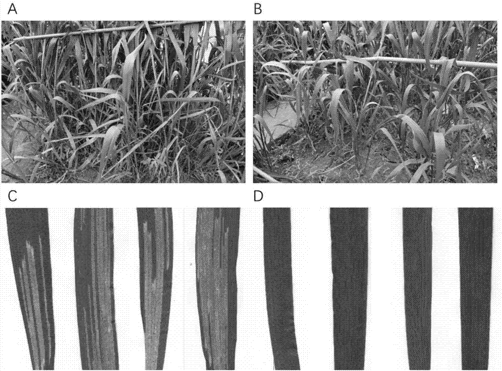 Application of puccinia striiformis westend.f.sp.tritici PSTG_11438 gene to puccinia striiformis westend.f.sp.tritici prevention and treatment and method for cultivating puccinia striiformis westend.f.sp.tritici-resistant wheat