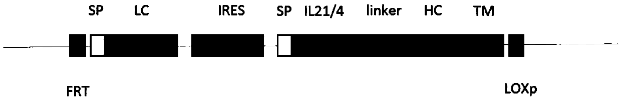 Interleukin 21 (IL21) protein mutant and application thereof