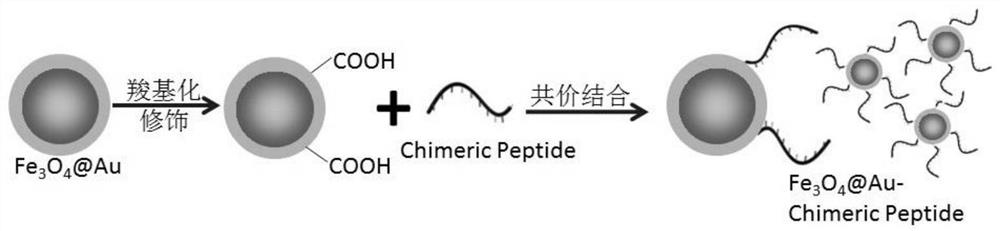 Rapid detection method of htlv-1/2 antibody