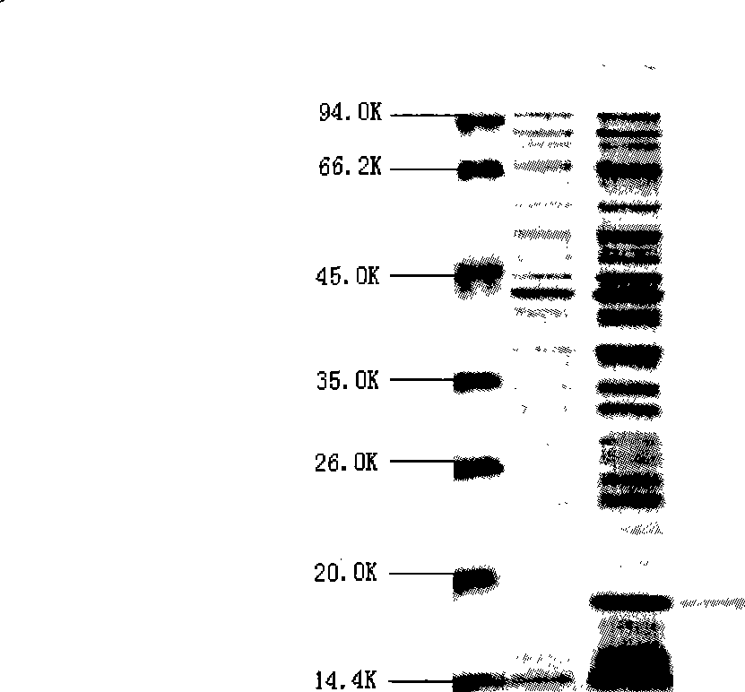 Method for producing recombinant sea cucumber antalzyme and recombinant sea cucumber antalzyme produced thereby