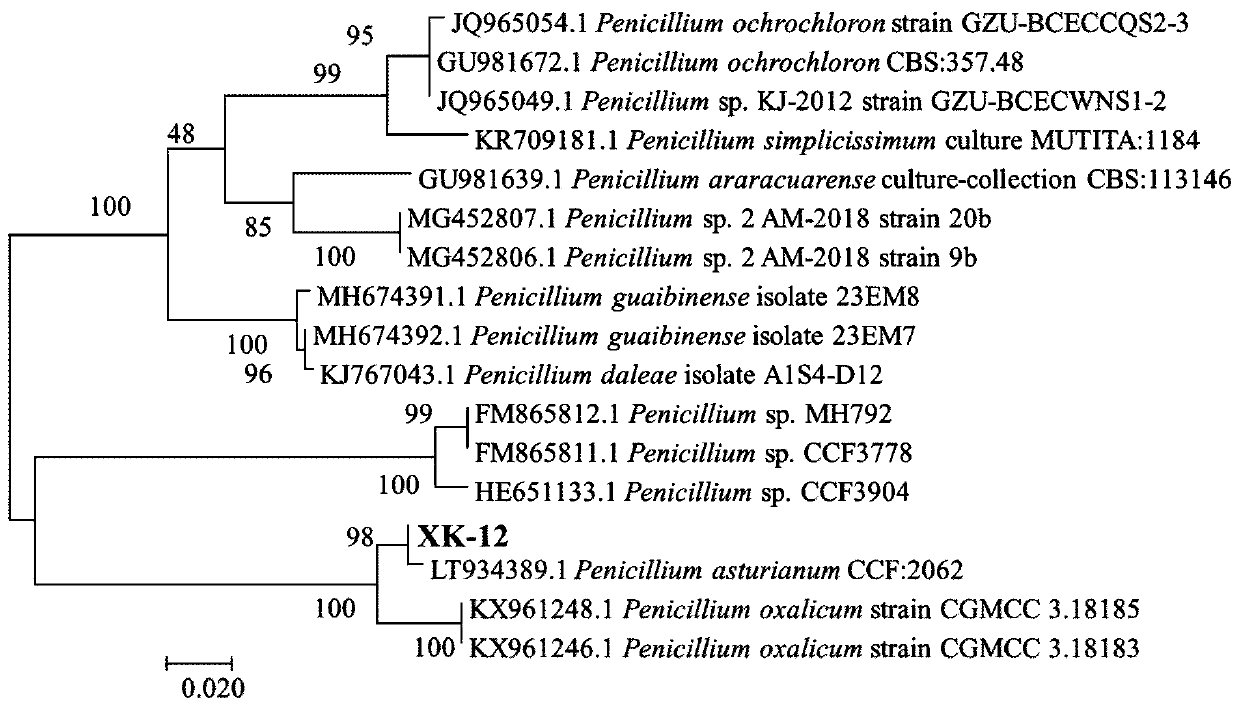Penicillium asturianum and its inocula and application thereof