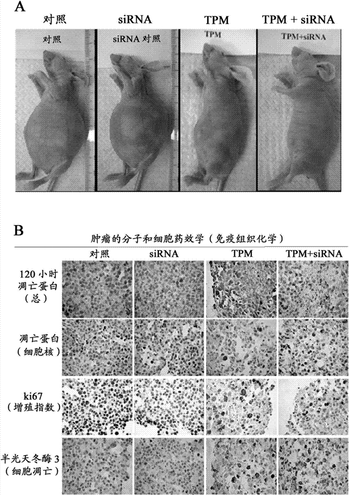 Methods and compositions for improved delivery, expression or activity of RNA interference agents