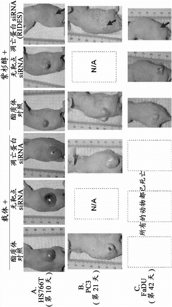 Methods and compositions for improved delivery, expression or activity of RNA interference agents