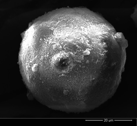 A kind of three-dimensional porous lactose particle and its preparation method and application