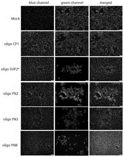 Antisense dna sequence for treating and preventing porcine reproductive and respiratory syndrome and its application