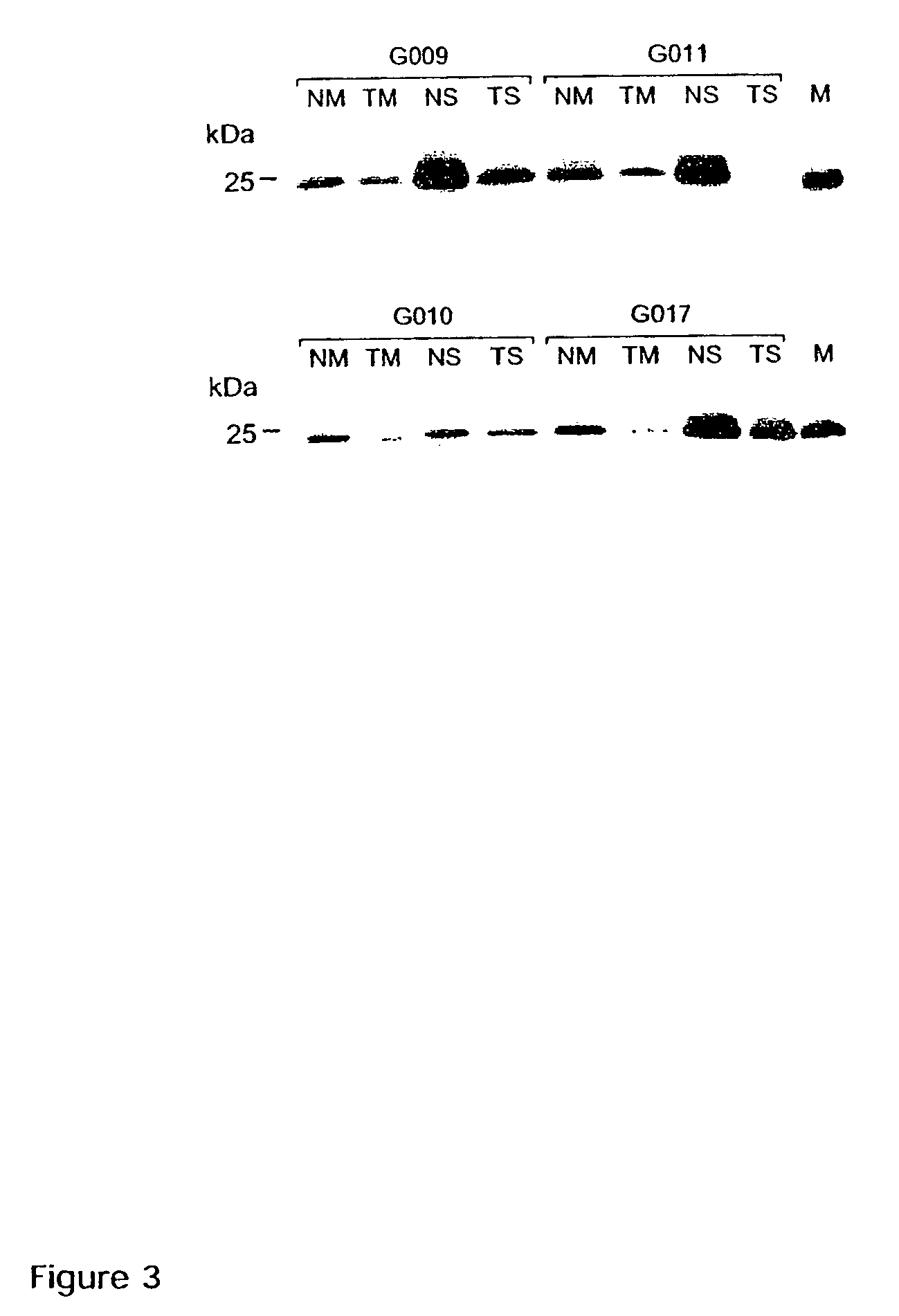 Caveolin-1 gene and polypeptide encoded thereby and methods of use thereof