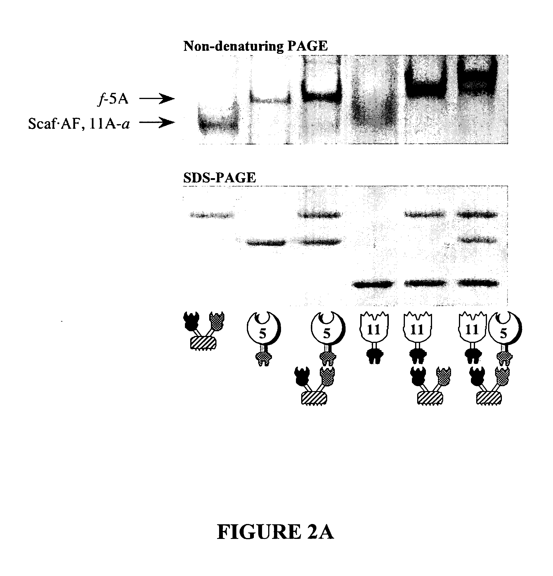 Bio-engineered multi-enzyme complexes comprising xylanases and uses thereof