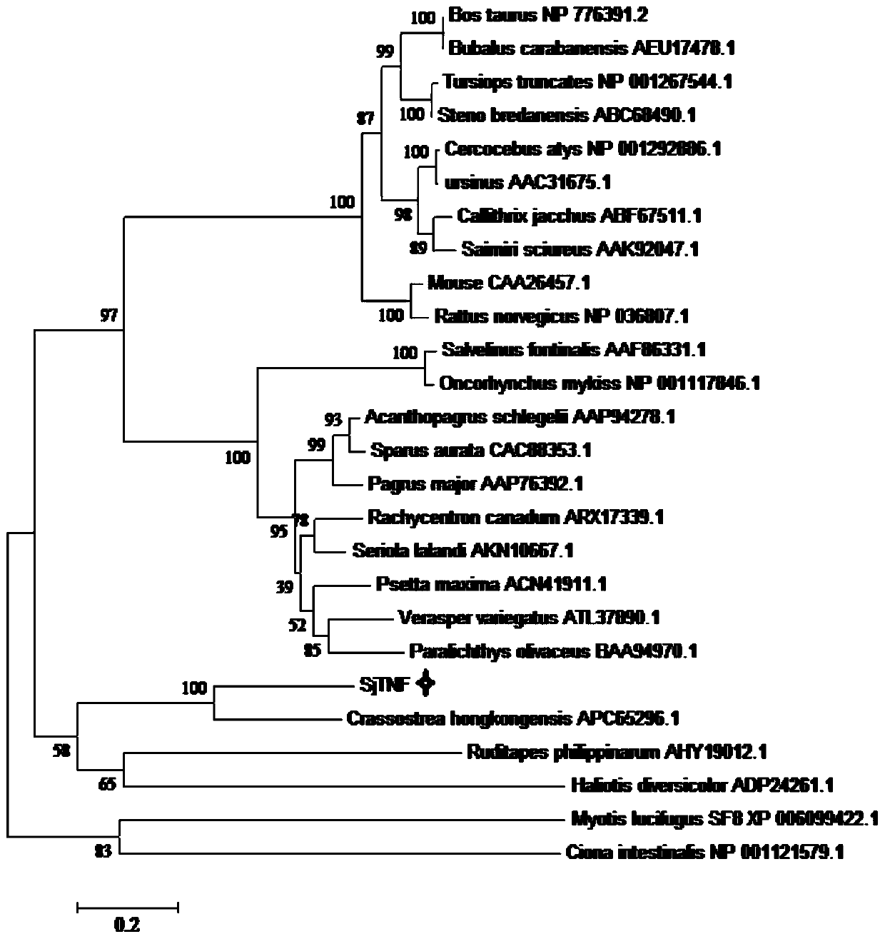 Sepiella maindroni TNF gene and use of gene