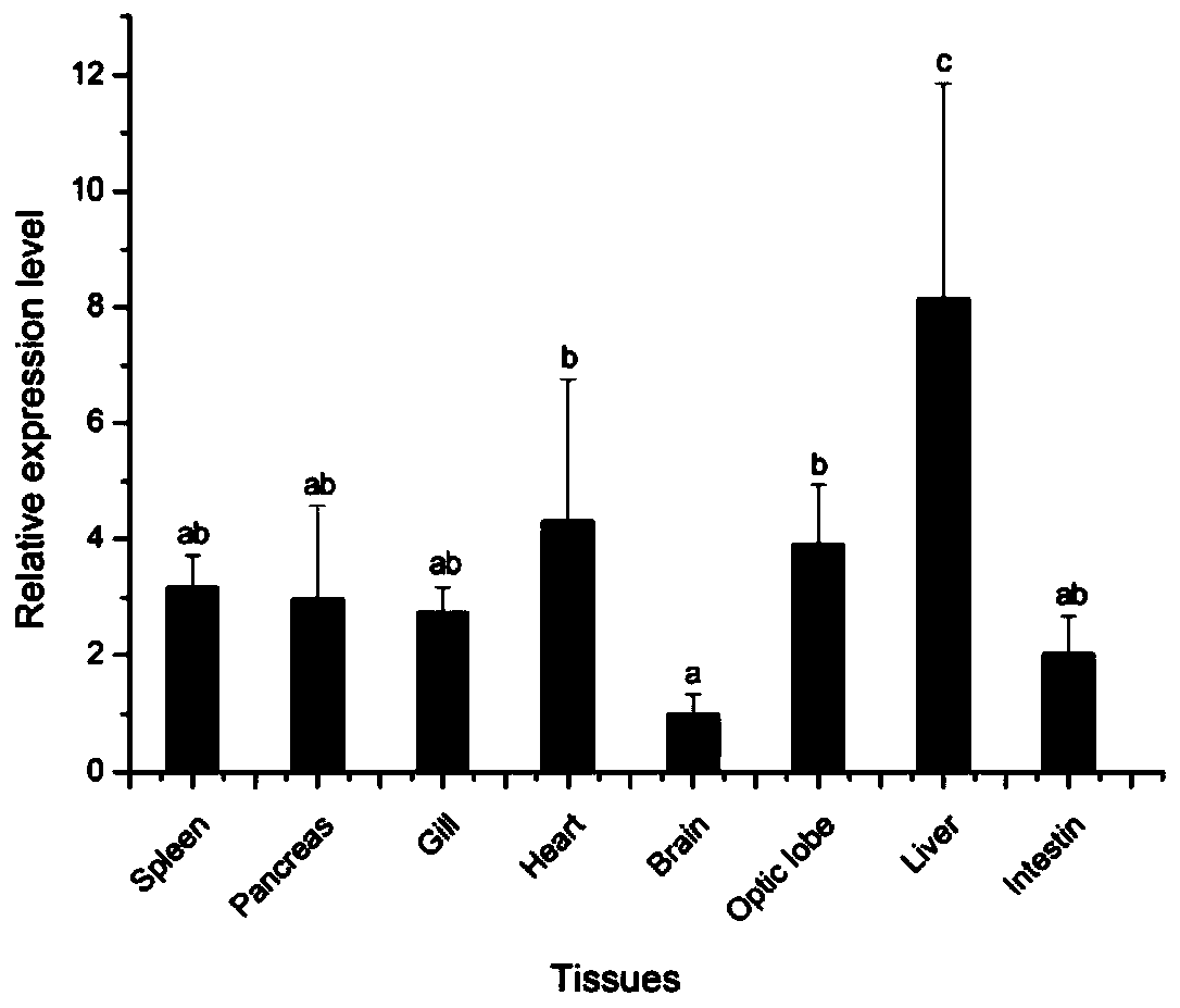 Sepiella maindroni TNF gene and use of gene