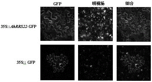 Peanut ahrrs22 gene and its application in tobacco bacterial wilt resistance