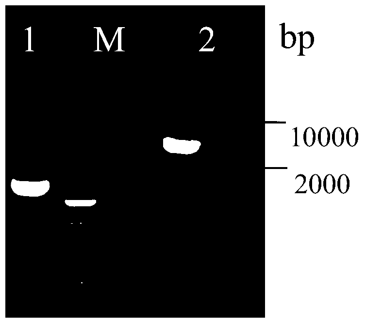 Construction and application of an engineered strain of Saccharomyces cerevisiae producing l-malic acid