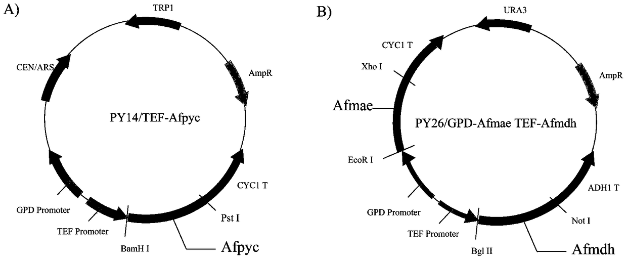 Construction and application of an engineered strain of Saccharomyces cerevisiae producing l-malic acid