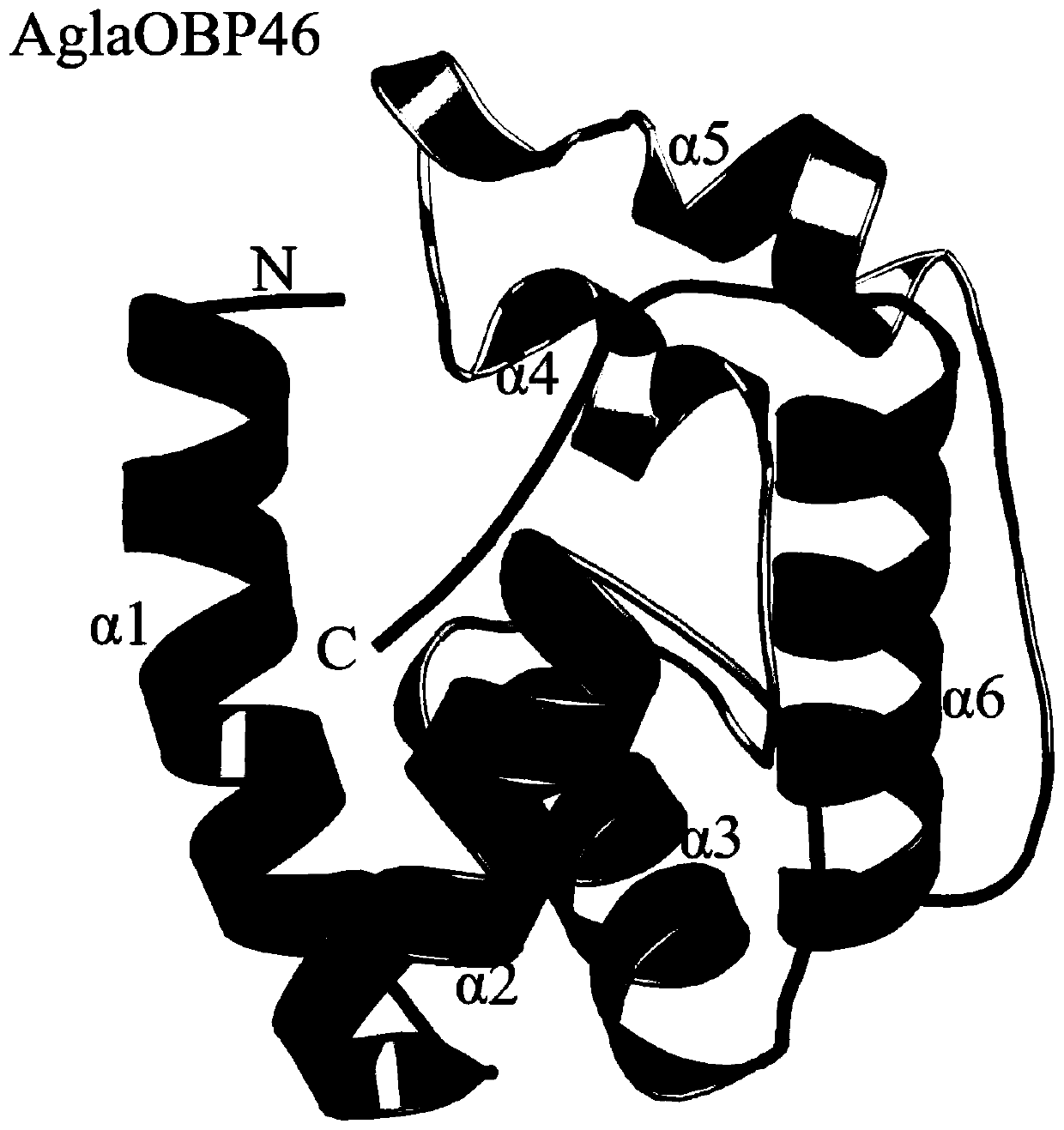 Anoplophora glabripennis odorant binding protein OBP45, OBP46 and application in screening attractants thereof
