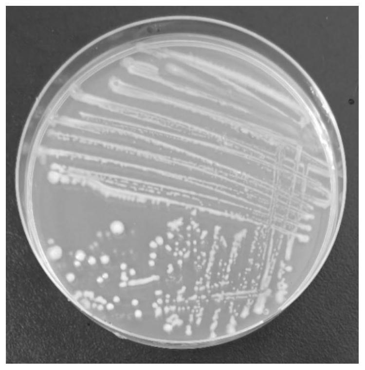 Marine-derived strain and application thereof in nematode prevention and control