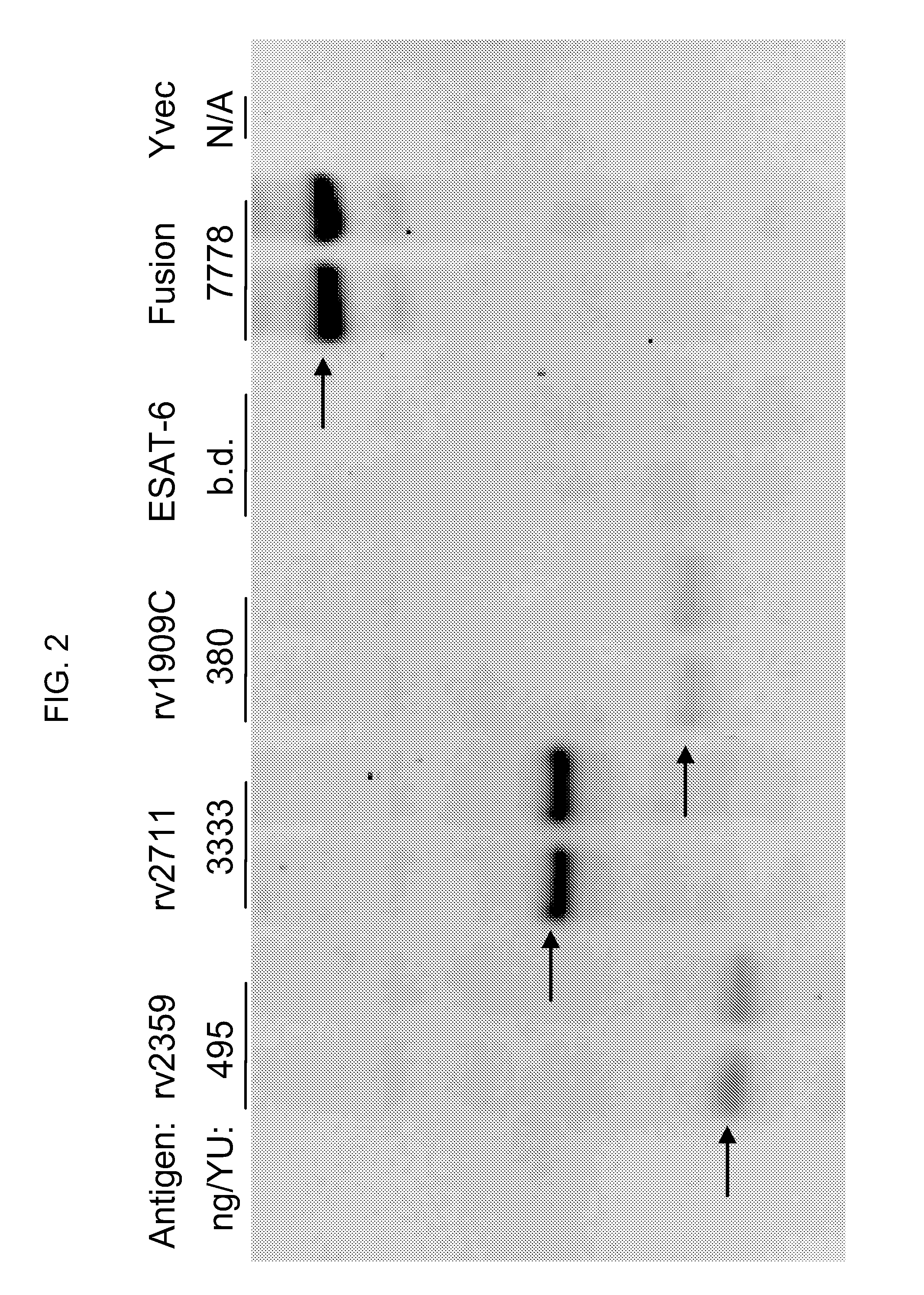 Compositions and methods for the treatment or prevention of tuberculosis