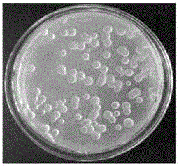 Microbial flocculating agent generated by paenibacillus and applications thereof