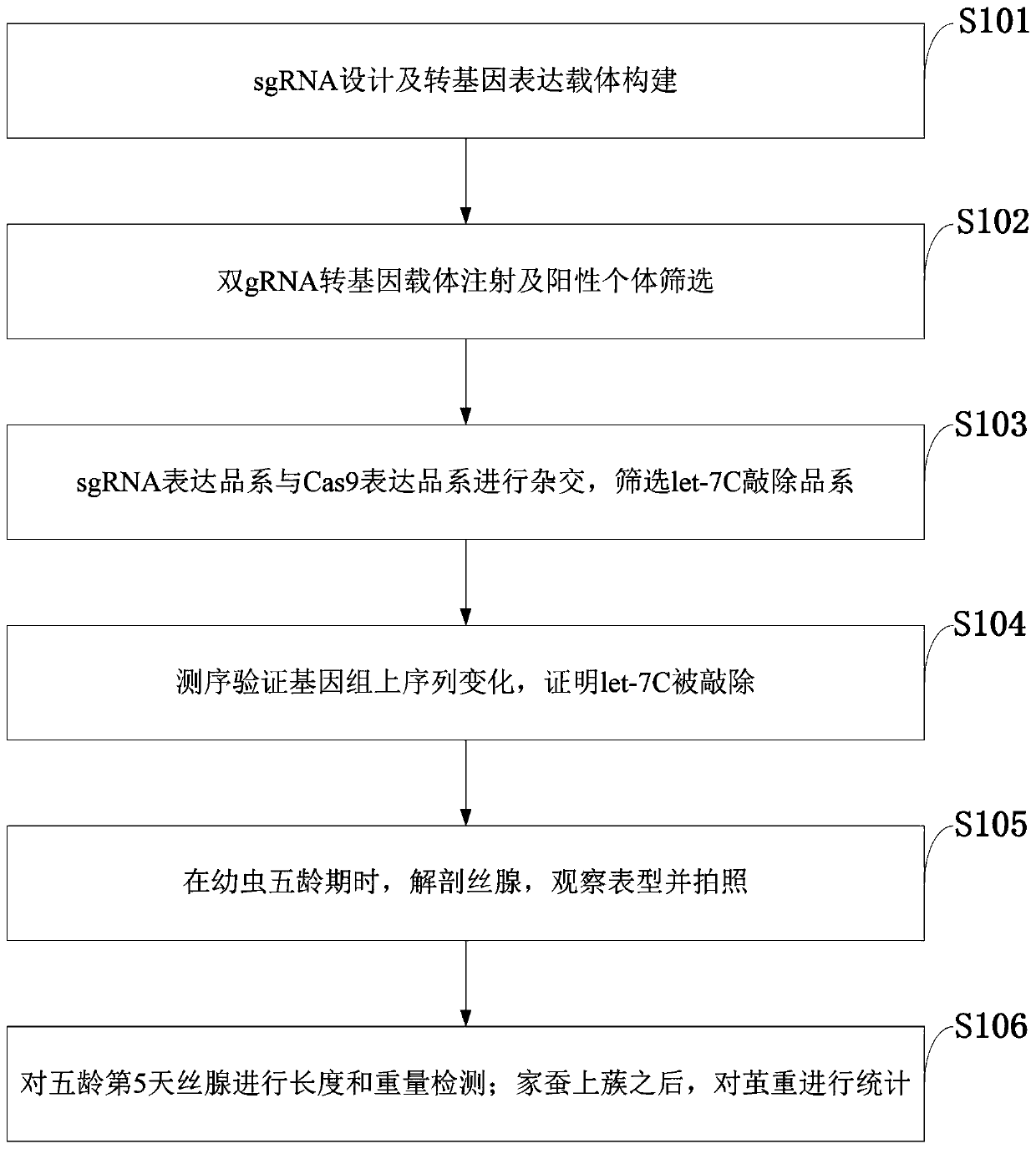 SgRNA and transgenic expression vector, expression strain and screening method of expression strain