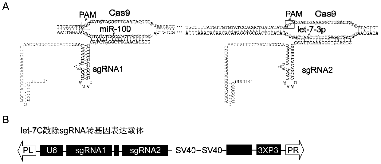 SgRNA and transgenic expression vector, expression strain and screening method of expression strain