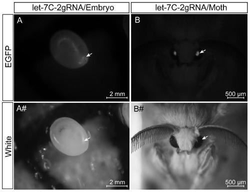 SgRNA and transgenic expression vector, expression strain and screening method of expression strain