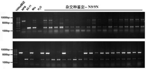 Breeding method using tetraploid recombination inbred lines hybridized/doubled between rice indica japonica subspecies