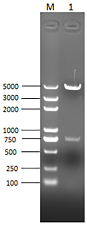 PCV2 type baculovirus and mycoplasma hyopneumoniae bivalent inactivated vaccine and preparation method thereof