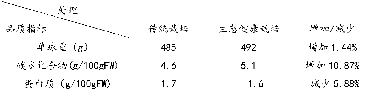 Method for ecologically healthy cultivation of fruit-type kohlrabi