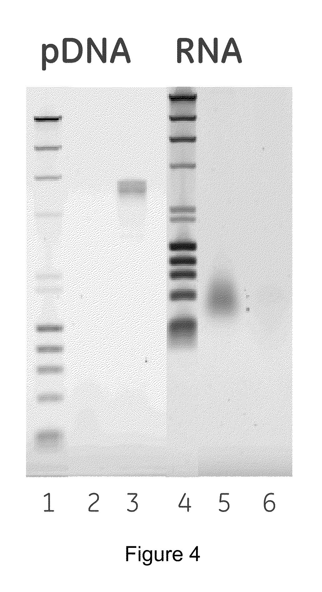 Polymer two phase system and use thereof