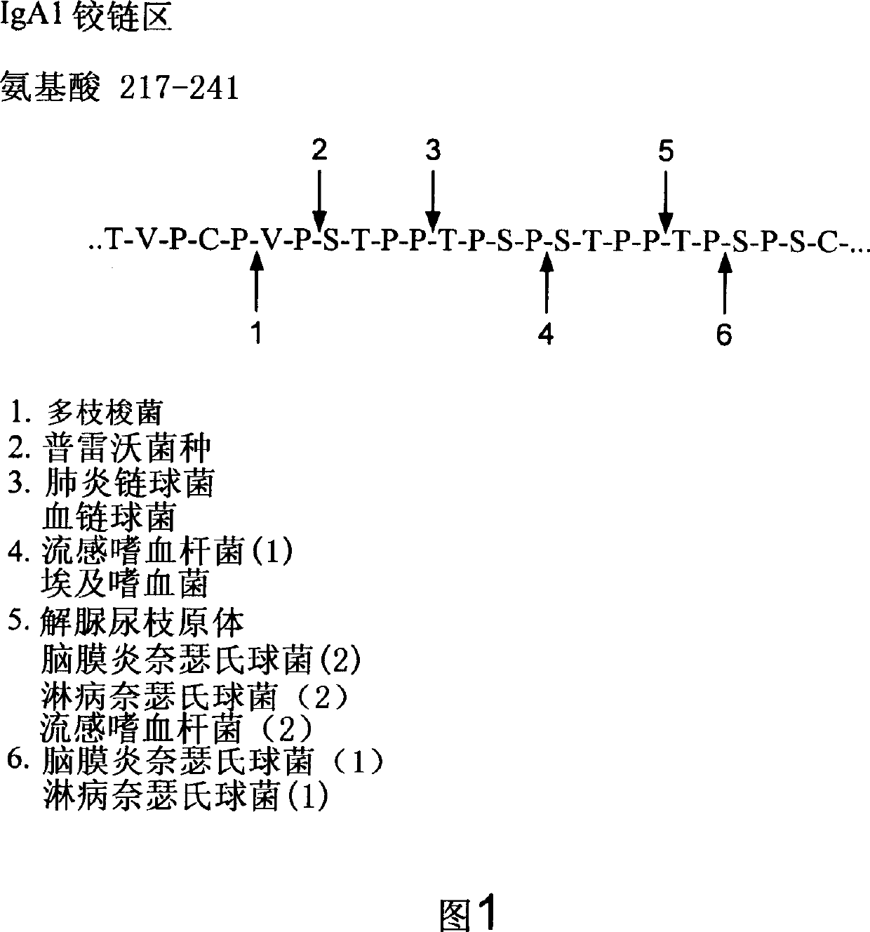 Treatment of IgA1 deposition diseases