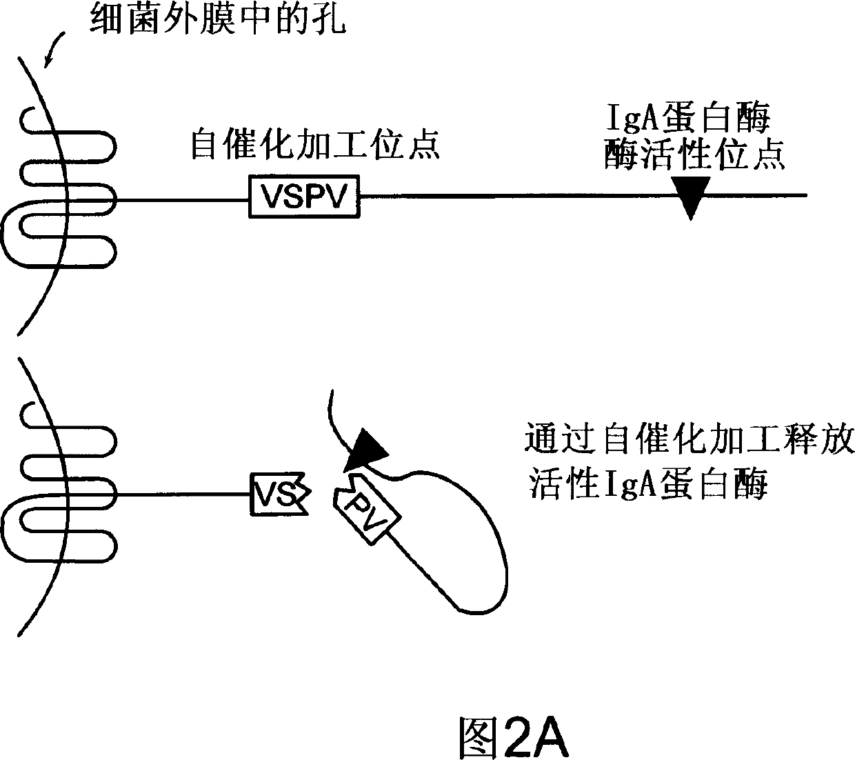 Treatment of IgA1 deposition diseases