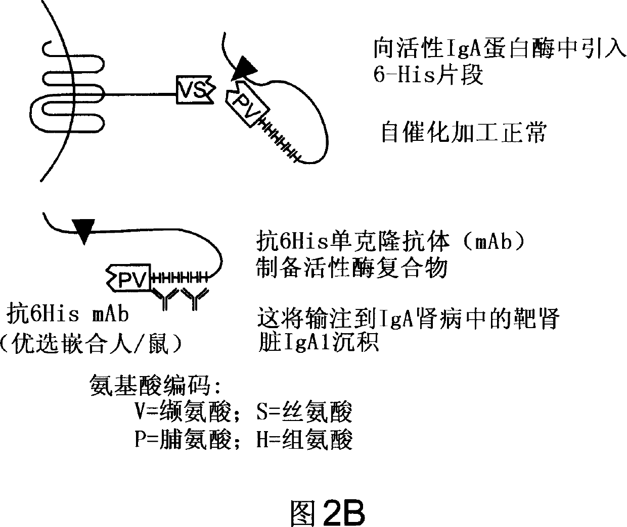 Treatment of IgA1 deposition diseases