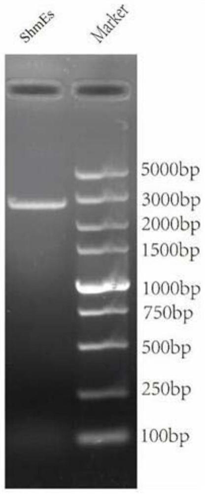 Screening method of cell line capable of stably expressing complete structural protein CHO-K1 of hog cholera virus