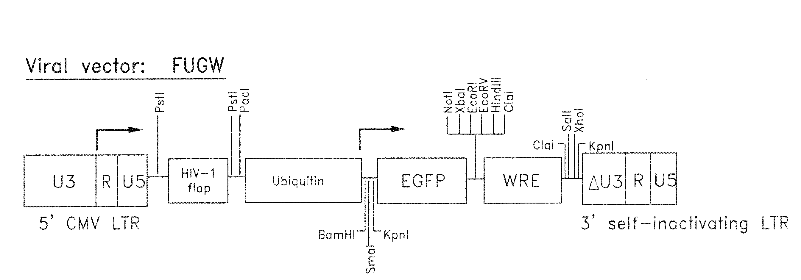 Method for producing transgenic rats