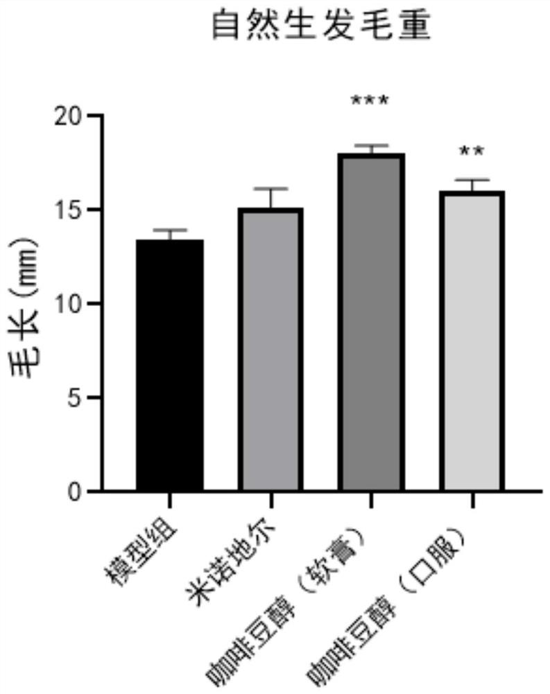 Application of caffeol in hair loss prevention and hair growth