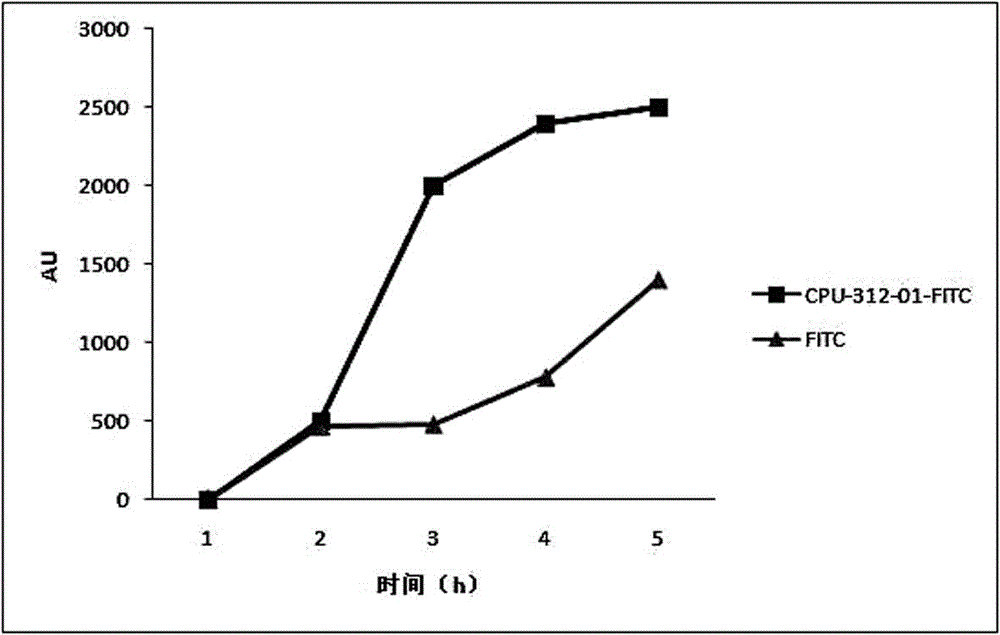 Active peptide capable of being specifically combined with TfR1 and application of active peptide