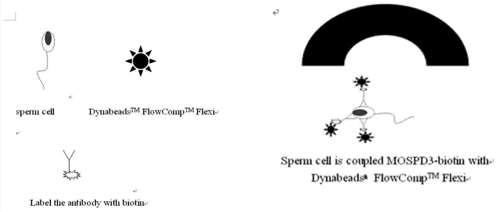 Method for separating sperm in sperm and epithelial cell mixed stain by using immunological magnetic beads