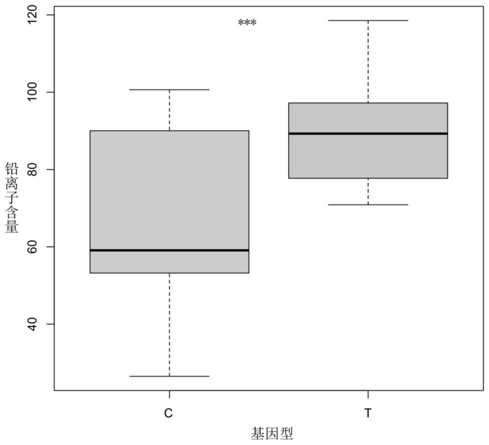 SNP molecular markers related to lead accumulation in maize plants and their applications